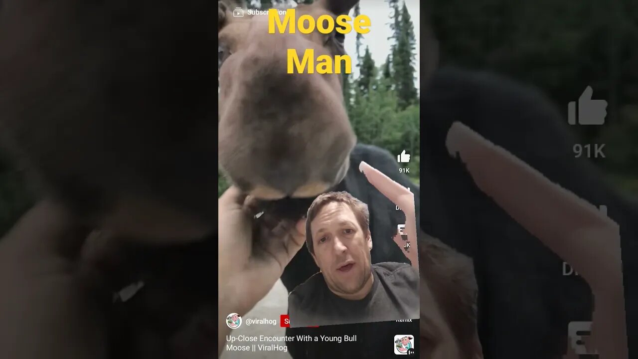 Have You Ever Seen a Moose Do THIS?