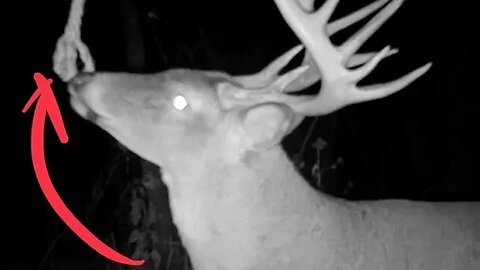 Keep Bucks Near Your Stand .