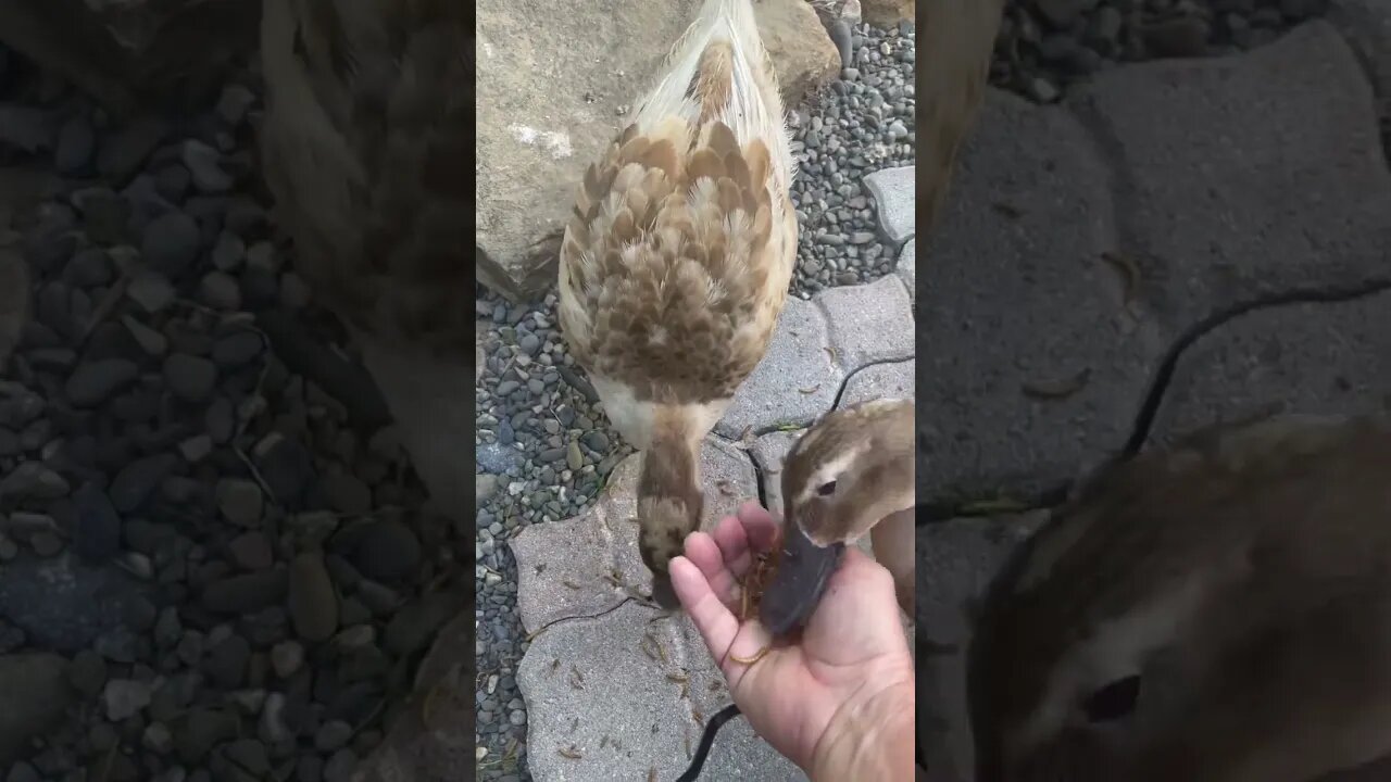 Duck Story Time! #duck #ducks #duckpond #ducksswimminginpond #duckstory #shorts