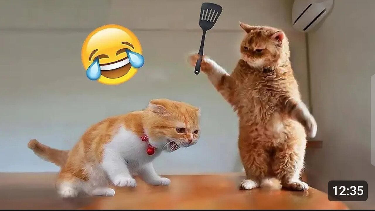 Funniest Cats 😹- Best Of The 2024 Funny Cat Videos 😂 - Animal Gags