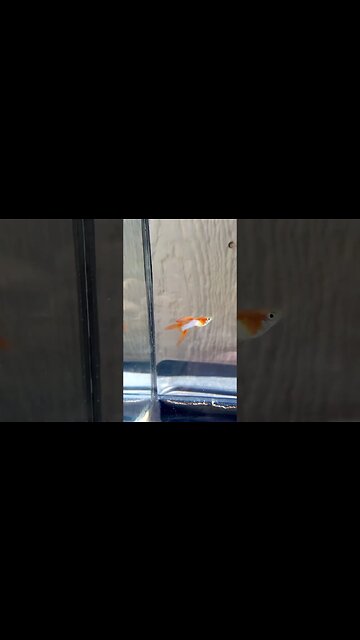 Japan Blue Gold Double Sword Endler Guppies