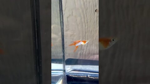 Japan Blue Gold Double Sword Endler Guppies