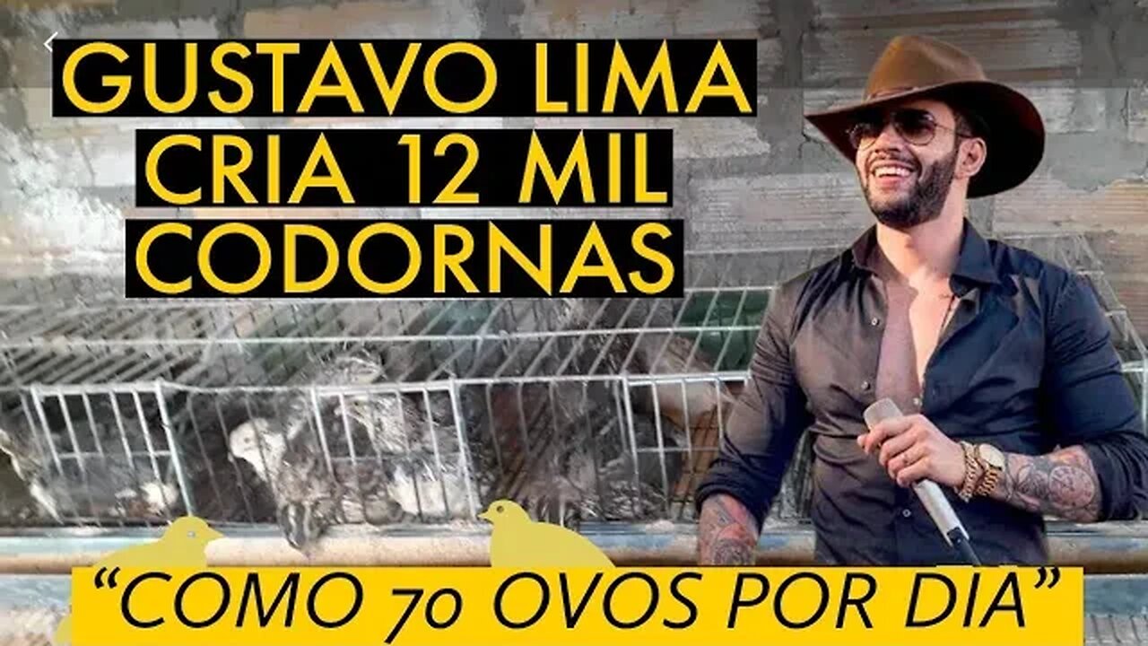 ELE CRIA 12 MIL CODORNAS / CODORNA DÁ DINHEIRO? @viverdecodorna