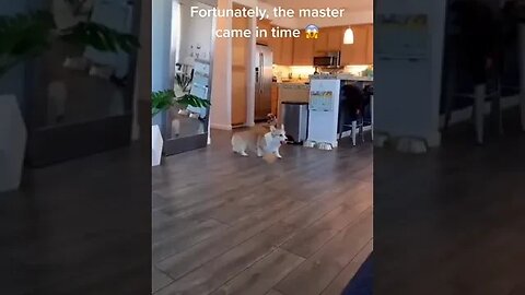 Lucky Mirror Tiktok gocozypawsllc