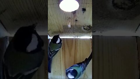 That was quicker then expected - first Tit pair visit to our new bird house