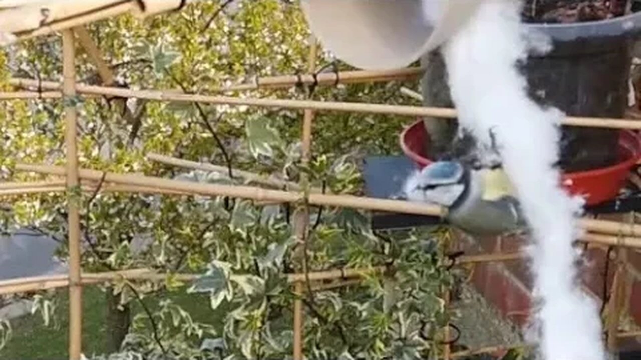 Blue Tit Mother Dangling From Fluff