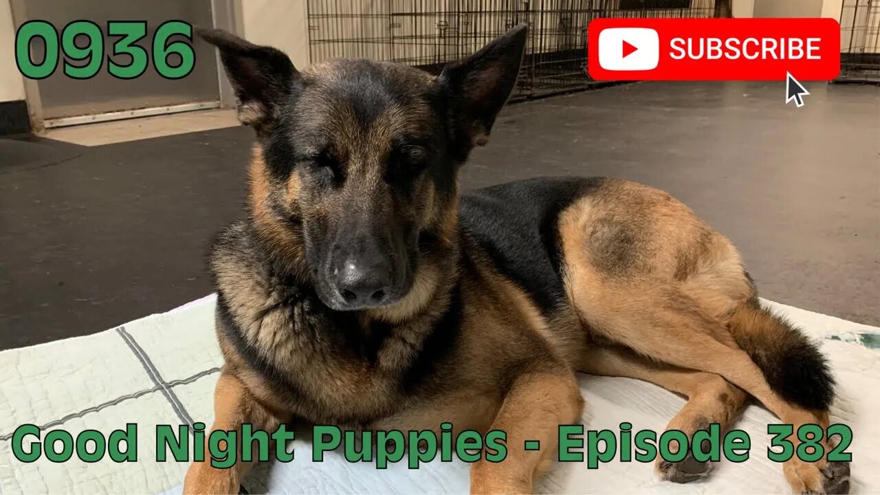 [0936] GOOD NIGHT PUPPIES - EPISODE 382 [#dogs #doggos #doggos #puppies #dogdaycare]