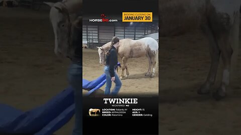 Twinkie - A big delight in every ride!