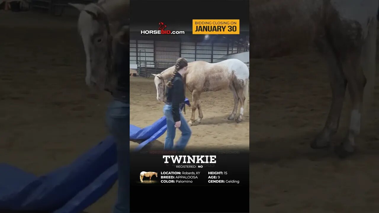 Twinkie - A big delight in every ride!