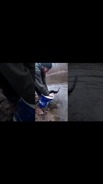 Giant Rainbow Trout Stocked in Maryland #giantrainbowtrout #gunpowderriver #Marylandtrout