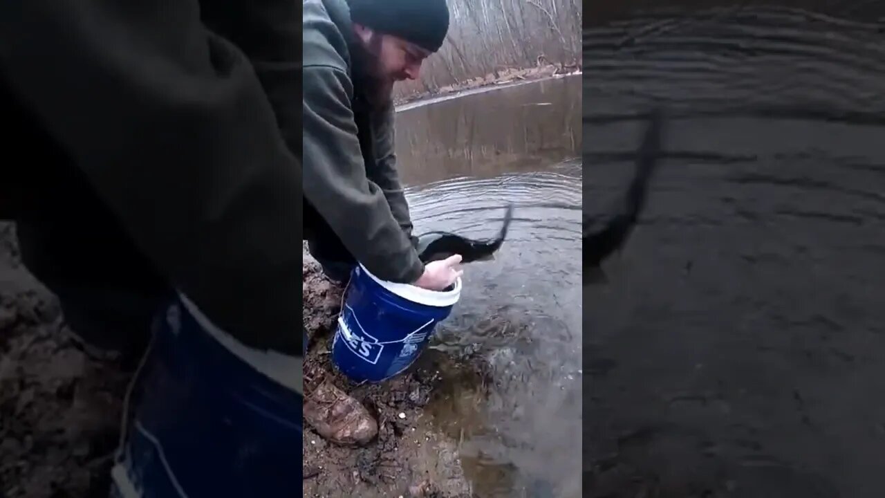 Giant Rainbow Trout Stocked in Maryland #giantrainbowtrout #gunpowderriver #Marylandtrout