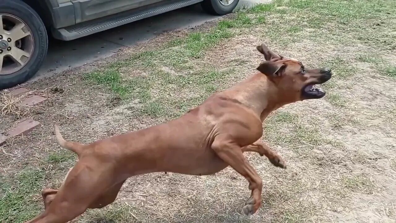 Rhodesian Ridgeback Retrieving