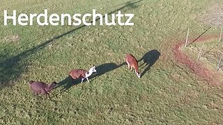 Weidetiere