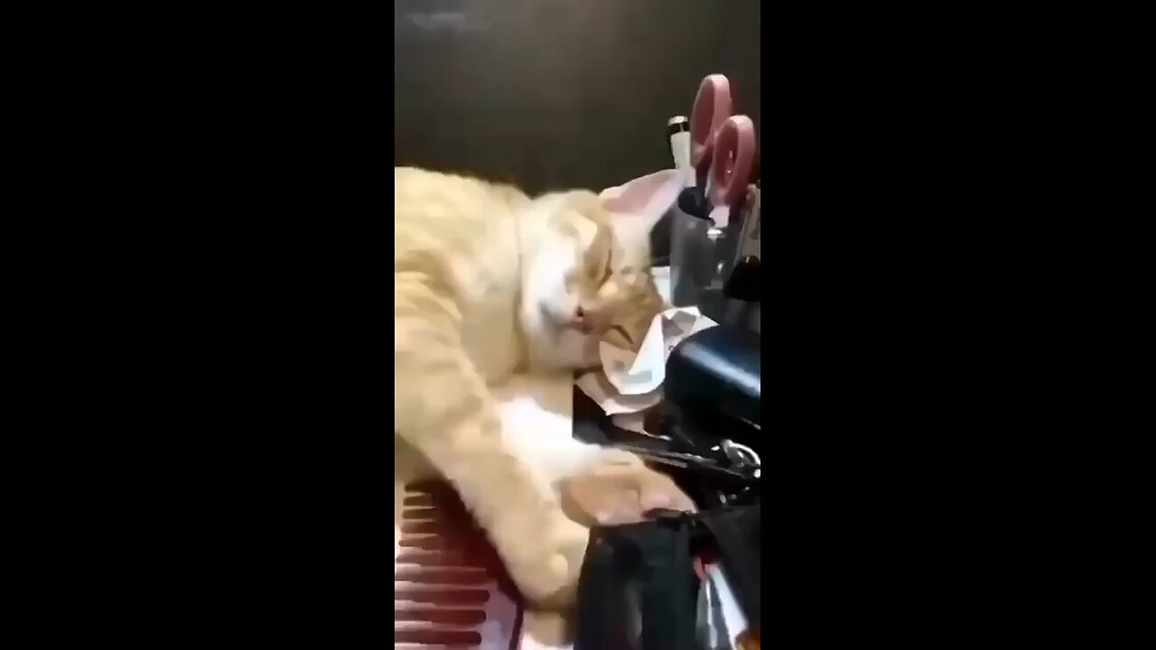 Amazing cat