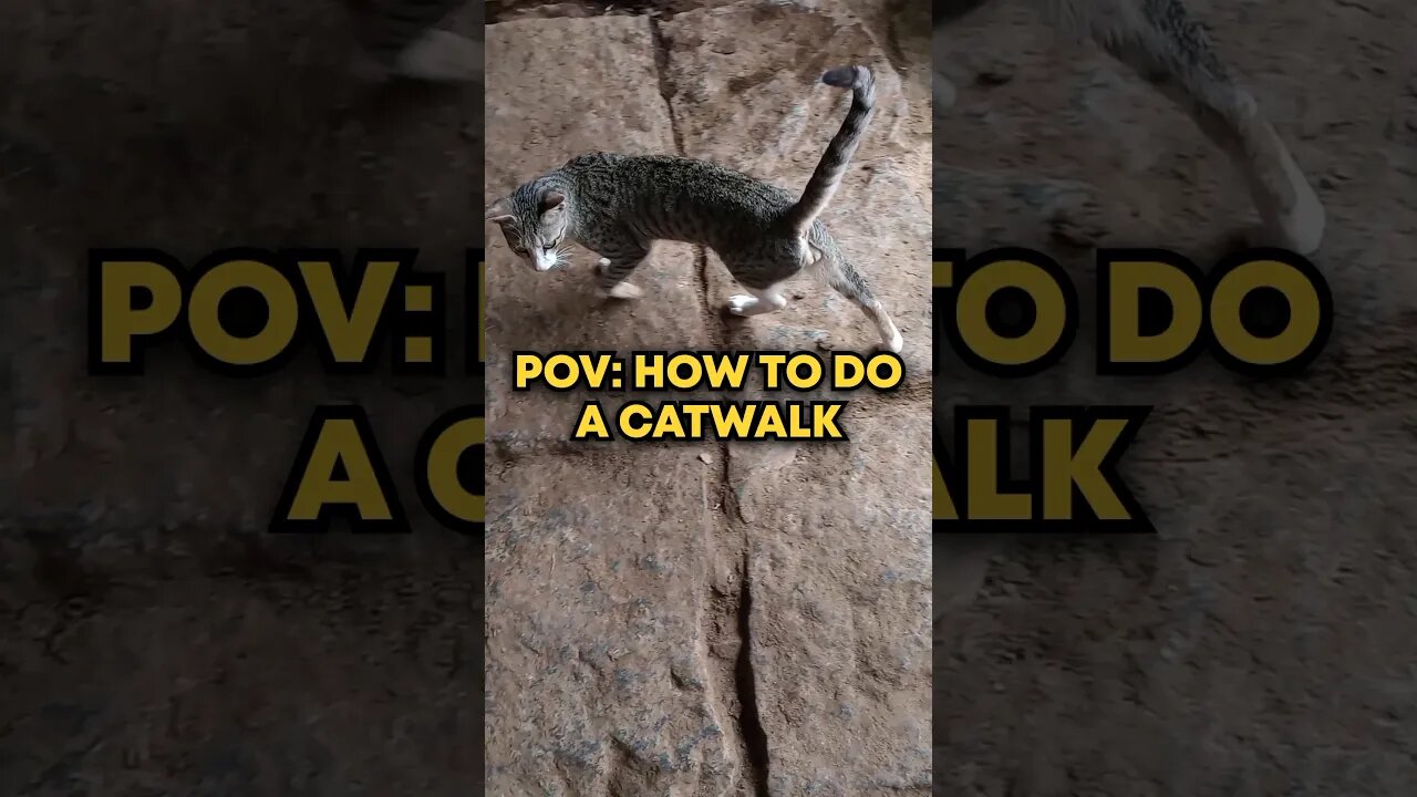 POV : How to do a CATWALK but you're HUNGRY