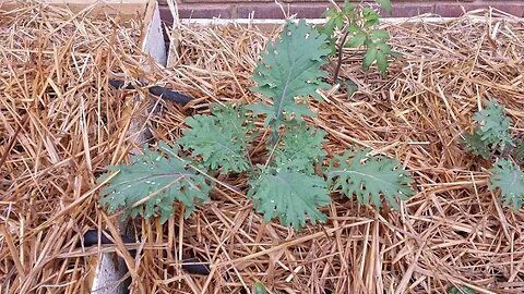 Growing Your Food 5 - Straw Bales and Three Sisters Planting