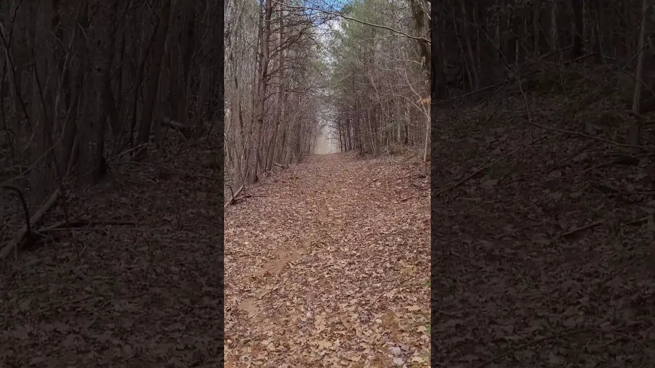 Trail to My Back Pasture