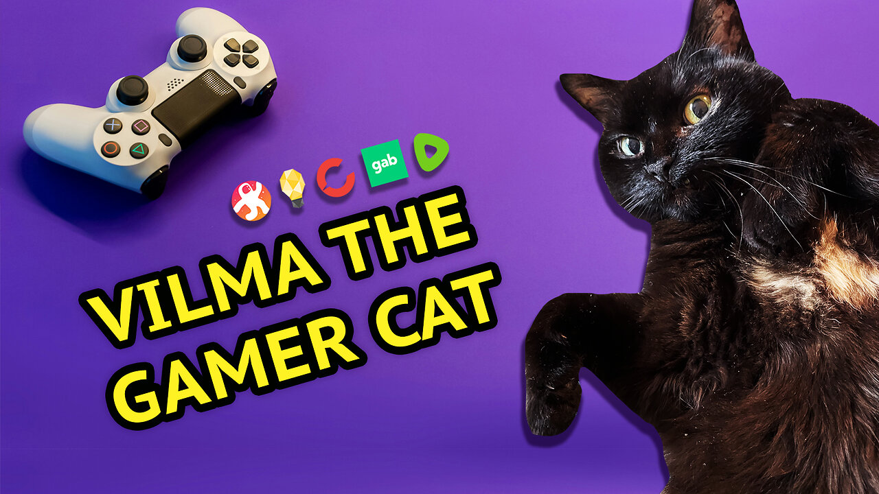 Vilma The Little Gamer Cat