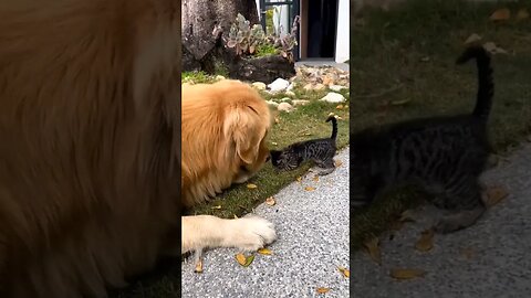 Gentle giant being careful not to hurt the little kitty fren