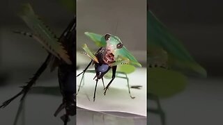 PRAYING MANTIS LOVES EATING COCKROACH