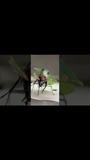 PRAYING MANTIS LOVES EATING COCKROACH