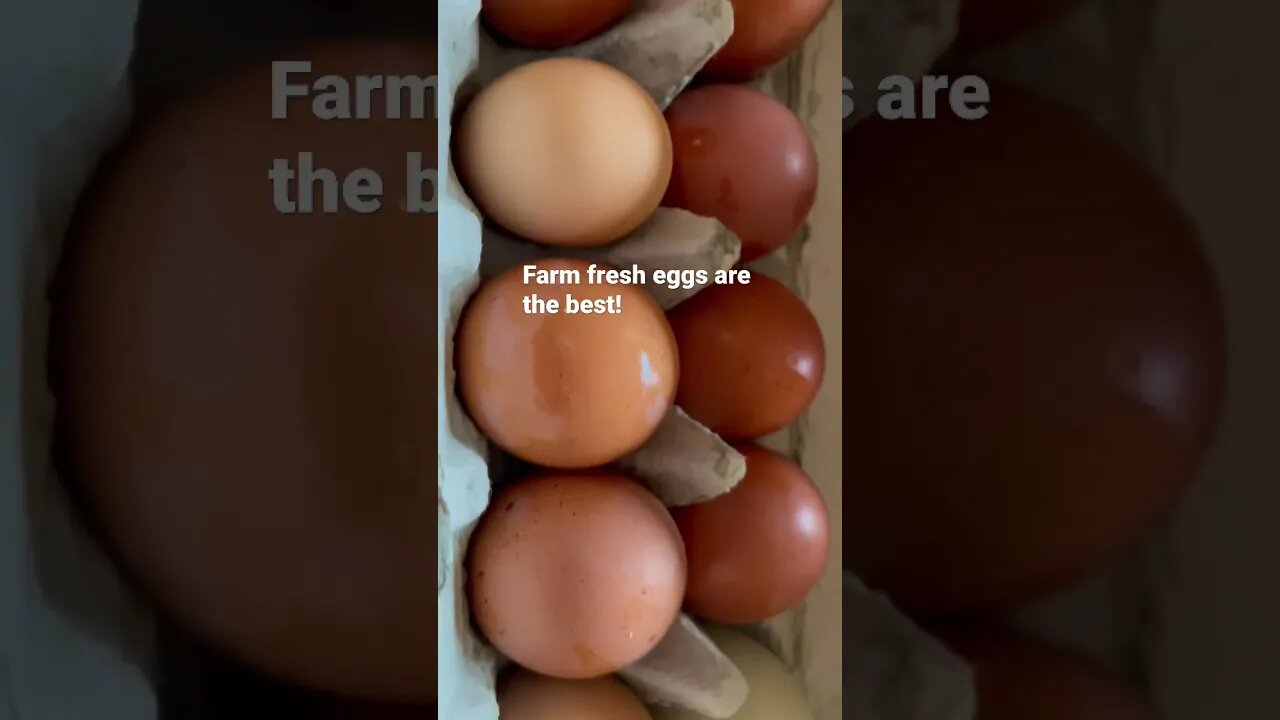 Farm fresh eggs! Love all the pretty colors.