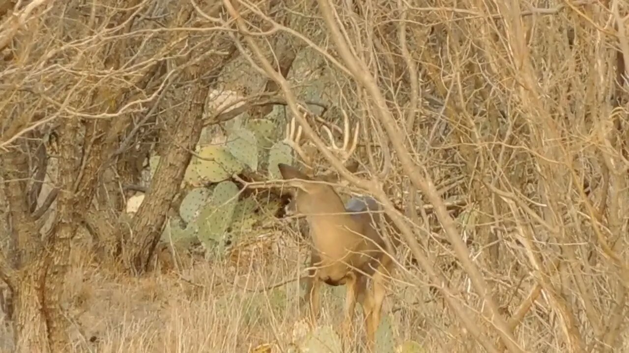 Tall buck teasing my wife. When she was told to shoot him by the ranch owner he left. Buck fever