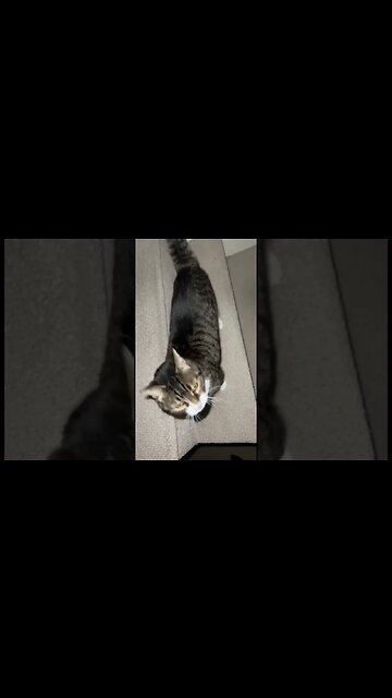 Cat Who Looks Like Kitten 🐈‍⬛ #kitten #kitty