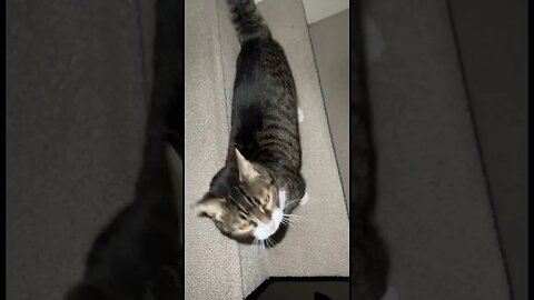 Cat Who Looks Like Kitten 🐈‍⬛ #kitten #kitty