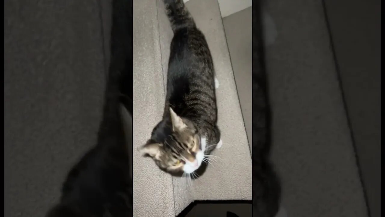 Cat Who Looks Like Kitten 🐈‍⬛ #kitten #kitty