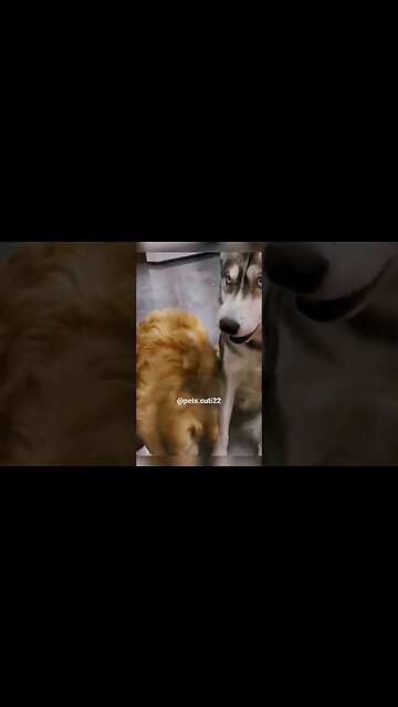 Husky " Mom not fair" 🤣 #dog