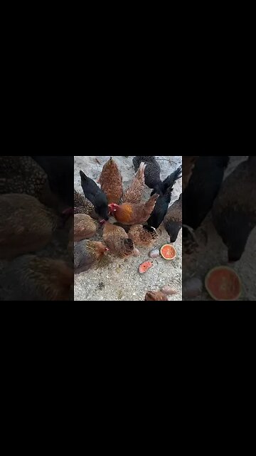 It's The Feed! What News!