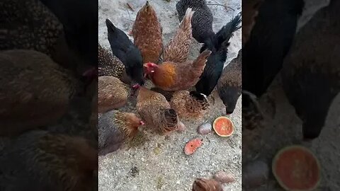 It's The Feed! What News!