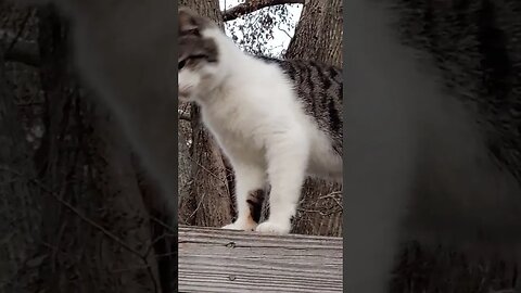 Wildewood Cat Colony Taz on the Roof