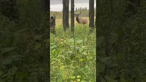 GIANT Bull Elk at 30 yards with a bow! #trending #youtubeshorts #shorts