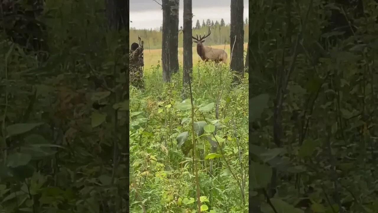 GIANT Bull Elk at 30 yards with a bow! #trending #youtubeshorts #shorts