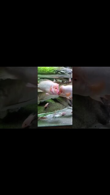 French 👄 💋😘Fish 😭