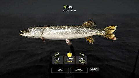 Russian Fishing 4 Ladoga Archipelago Pike 8 . 231 Kg