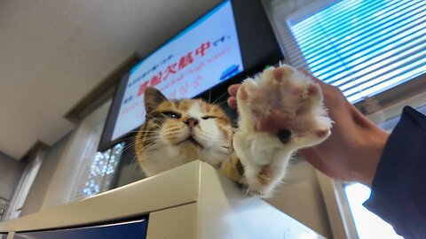 A calico cat resting on a locker at the ferry terminal comes down to be petted when someone comes by