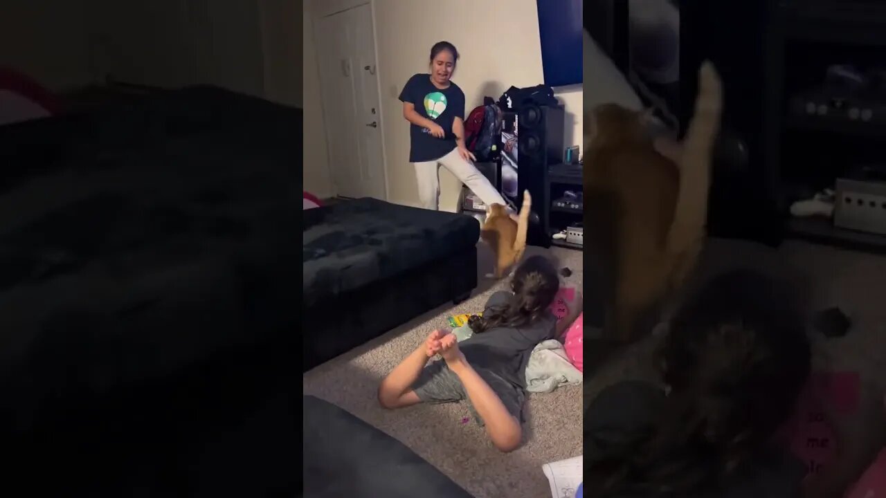 CAT ATTACKS ME!