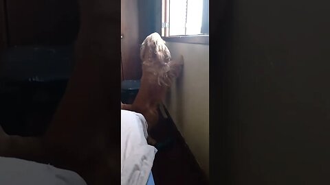 #pets, #doglife , #dogshow , #shorts