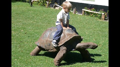 Cute babies and tortoise become friends #funny