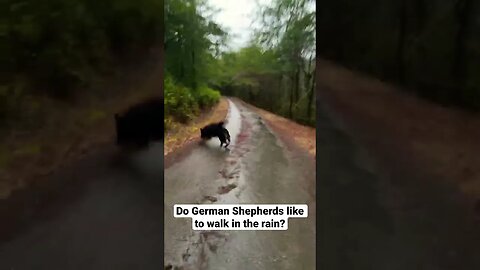 German Shepherds Love Going for Walks in the Rain!