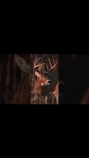 My #1 Buck! The Story Of “Nifty”