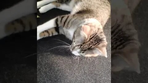 Cat Chases Toy #shorts