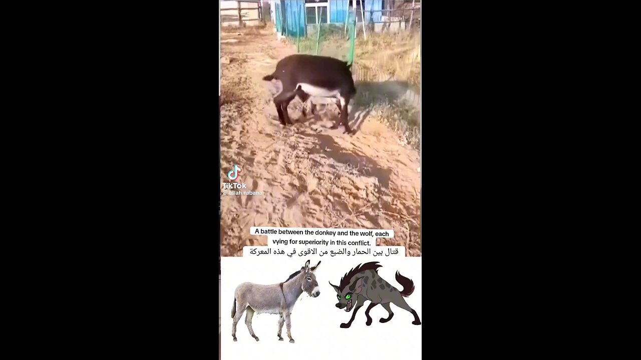 ጅብ እና አህያ
