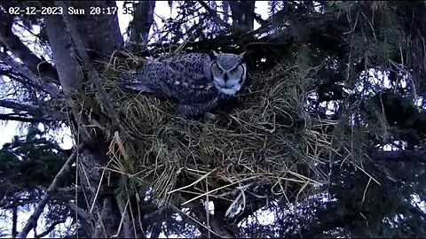 Albert Stops By the Nest 🦉 02/12/23 20:16