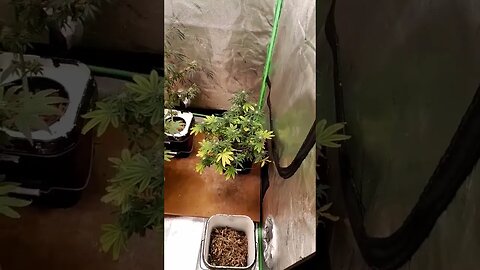 tent 2 update #indoorgardening #trending #kansascity