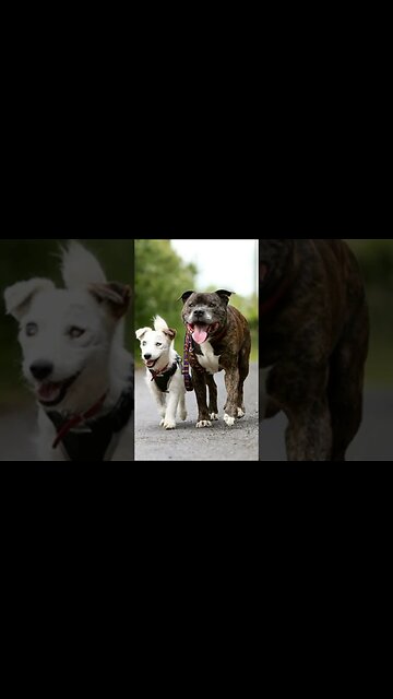 Glenn and Buzz. Story about true friendship#shorts