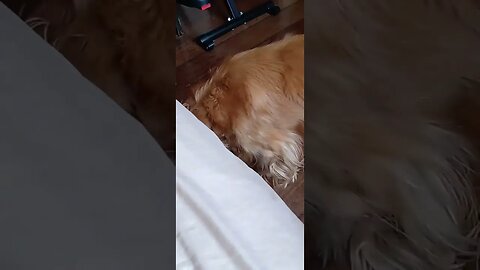 #dogshow , #animals , #dogs , #shorts